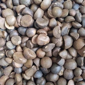 Síolta Camellia inite